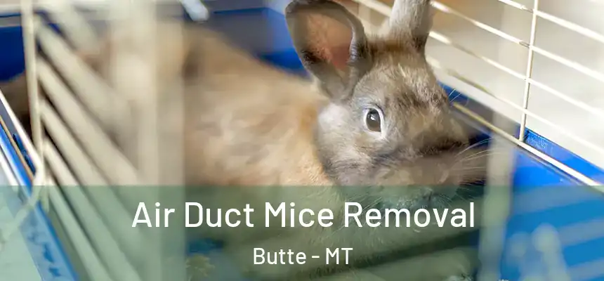  Air Duct Mice Removal Butte - MT